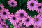 PURPLE AFRICAN CAPE DAISY Dimorphotheca FlowerÂ , Osteospermum fruticosum, trailing African daisy, shrubby daisybush, Calenduleae